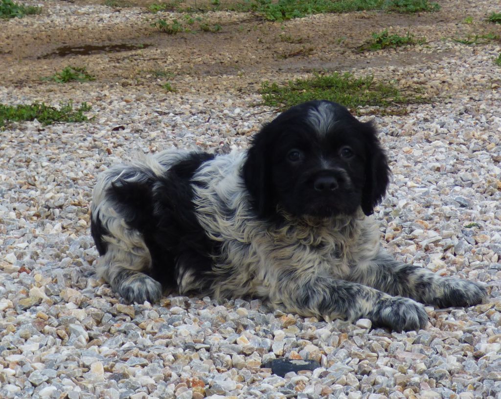 Des Vallees Du Roussillon - Chiot disponible  - Epagneul Breton