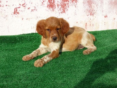 CHIOT 1 B/O