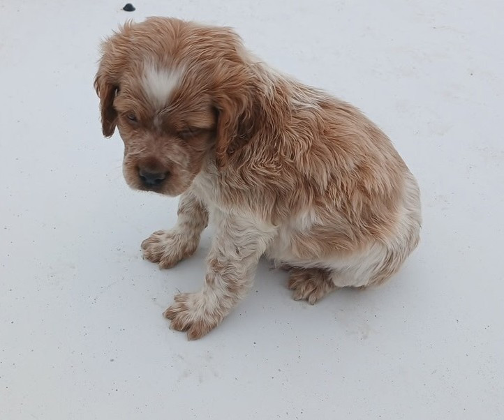 Des Vallees Du Roussillon - Chiots disponibles - Epagneul Breton