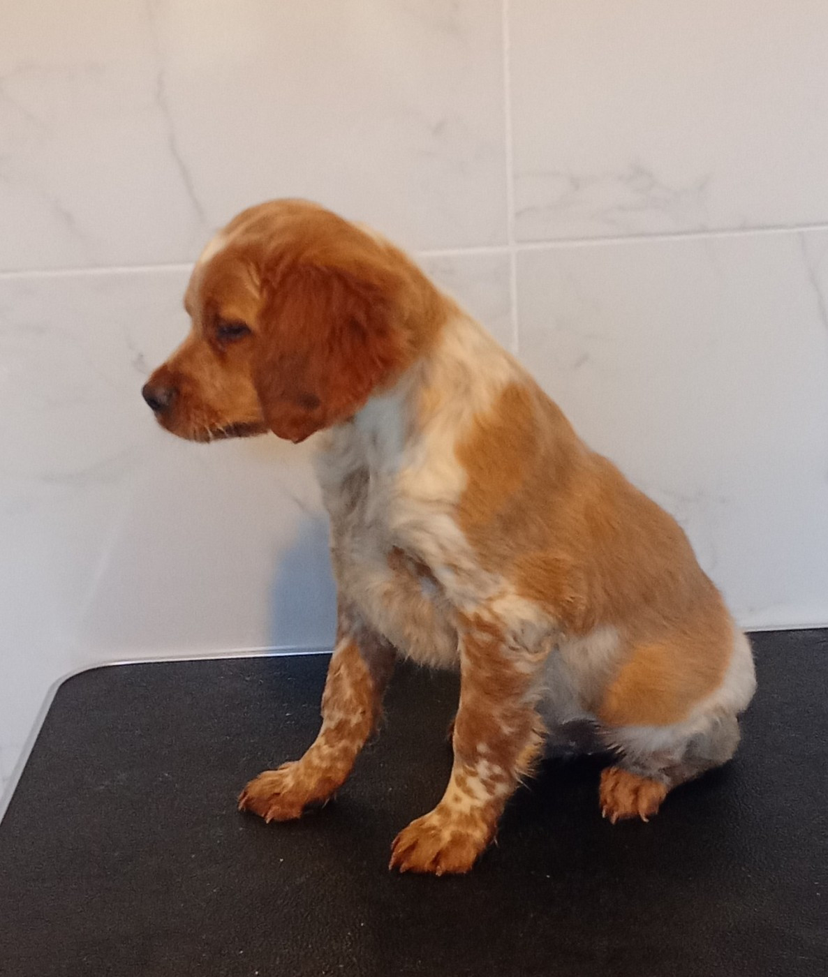Des Vallees Du Roussillon - Chiots disponibles - Epagneul Breton