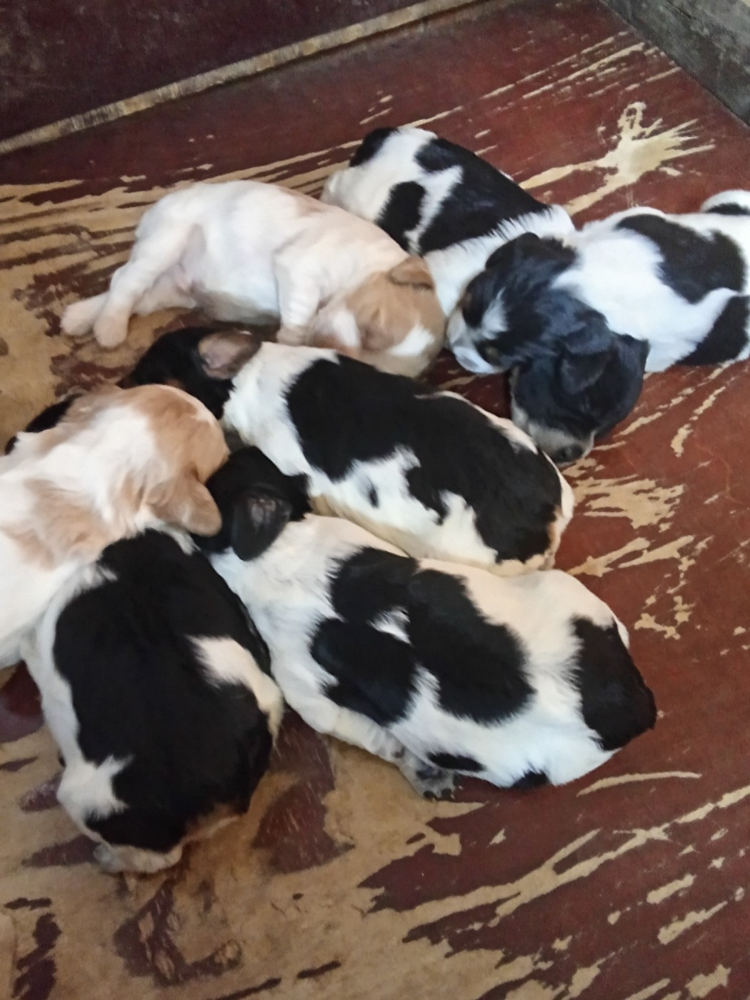 Des Vallees Du Roussillon - Chiots disponibles - Epagneul Breton
