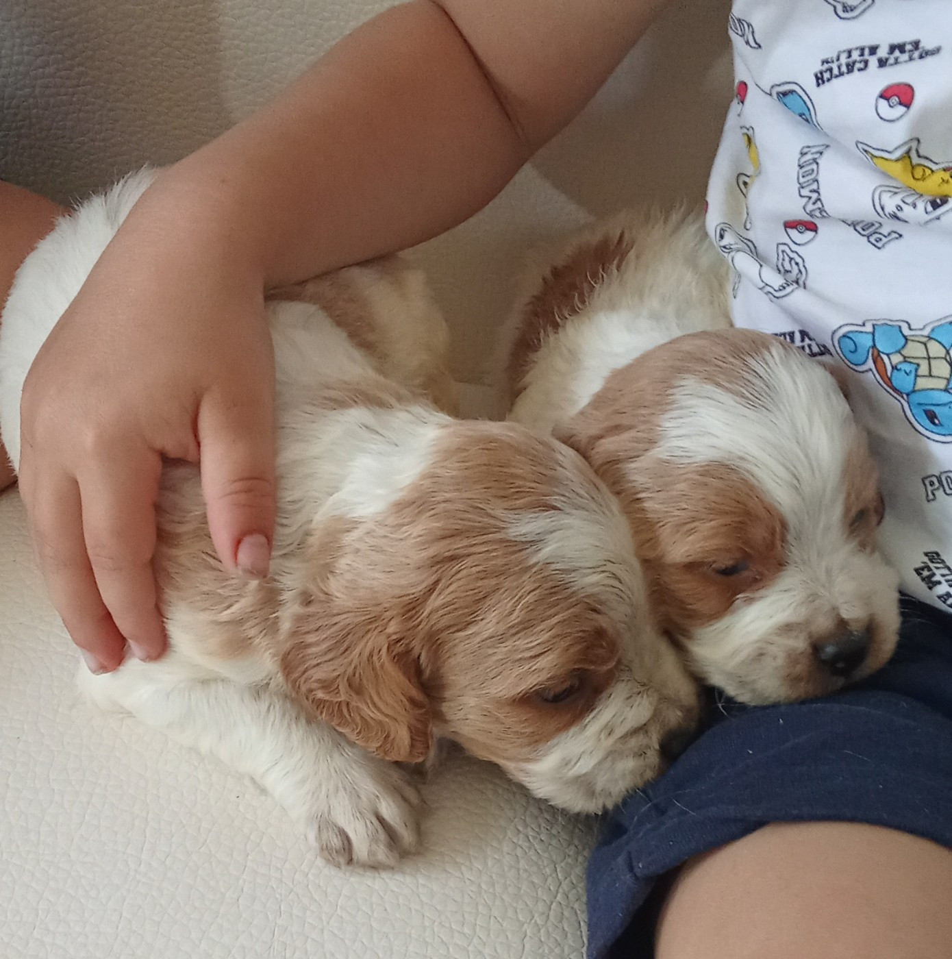 Des Vallees Du Roussillon - Chiots disponibles - Epagneul Breton