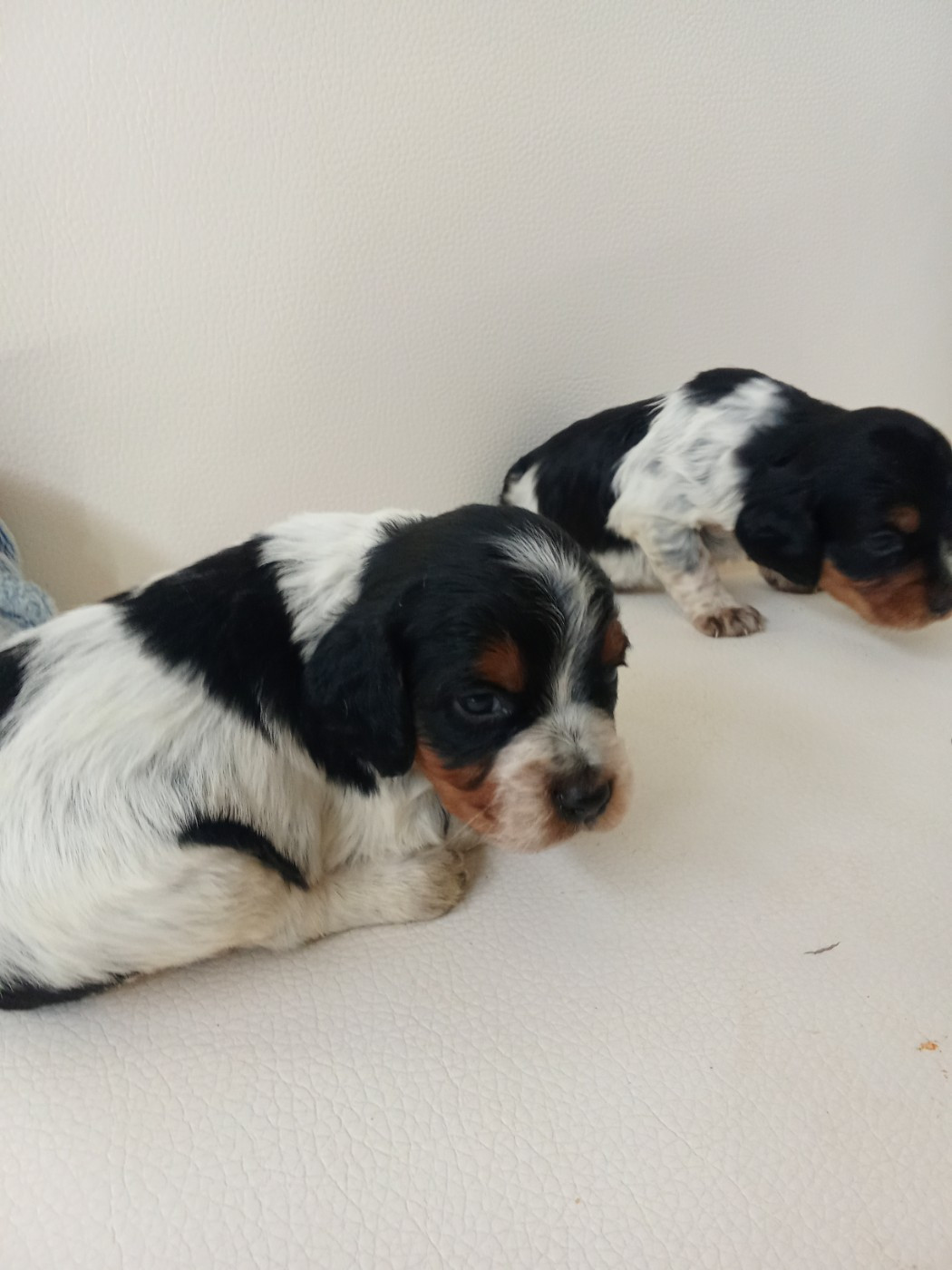 Des Vallees Du Roussillon - Chiots disponibles - Epagneul Breton