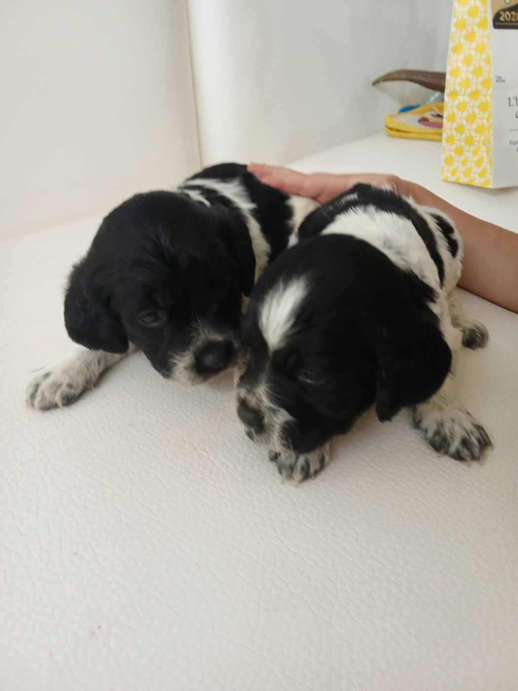 Des Vallees Du Roussillon - Chiots disponibles - Epagneul Breton