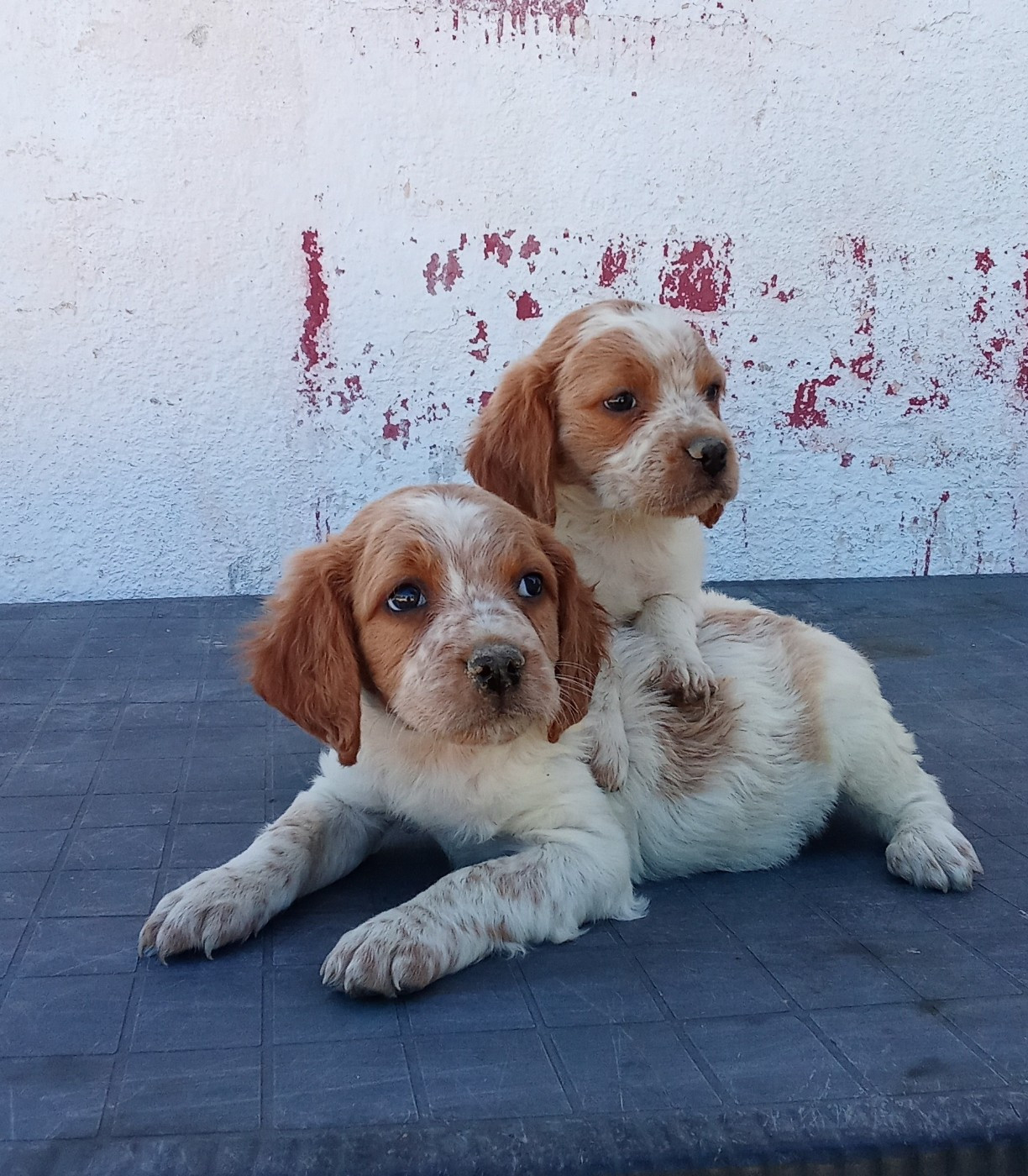 Des Vallees Du Roussillon - Chiots disponibles - Epagneul Breton