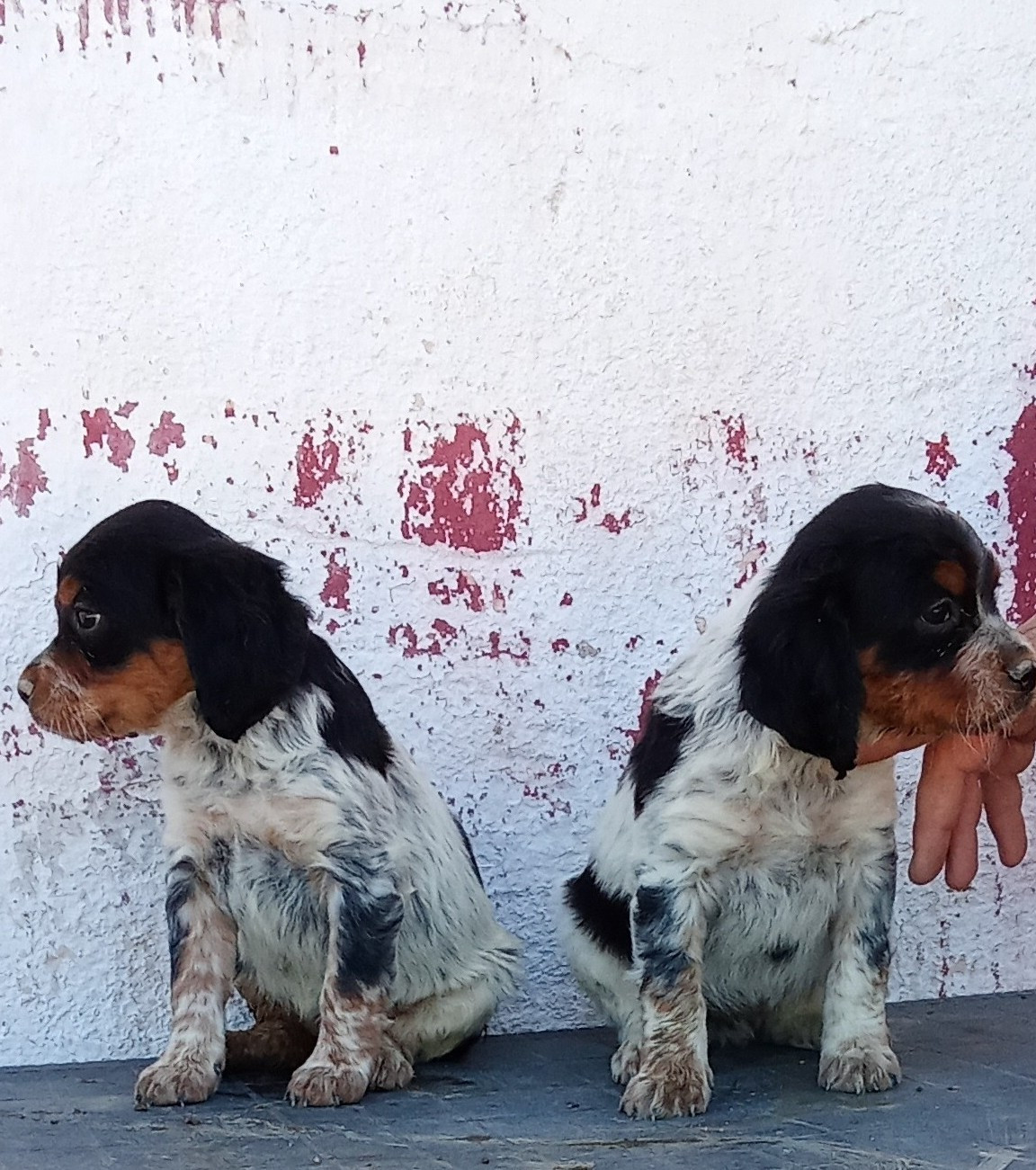 Des Vallees Du Roussillon - Chiots disponibles - Epagneul Breton