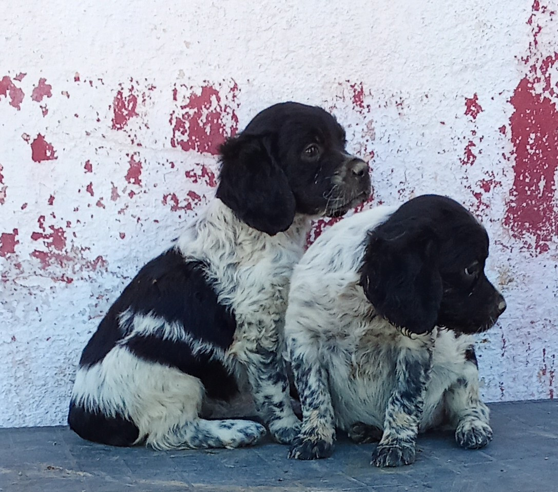 Des Vallees Du Roussillon - Chiots disponibles - Epagneul Breton
