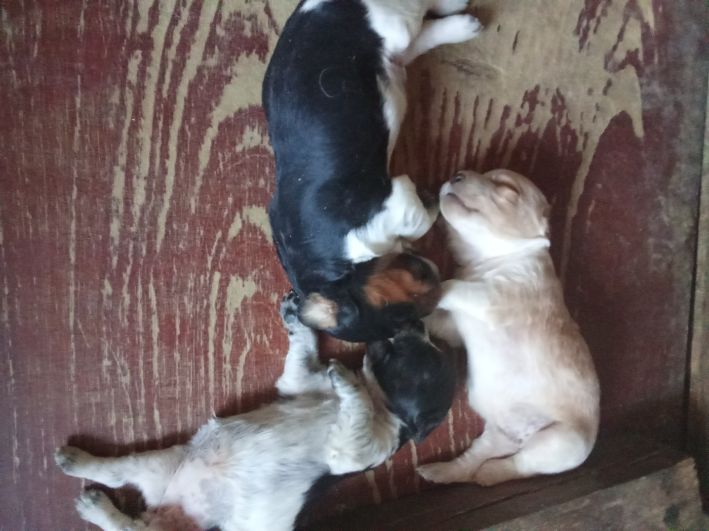 Des Vallees Du Roussillon - Chiots disponibles - Epagneul Breton