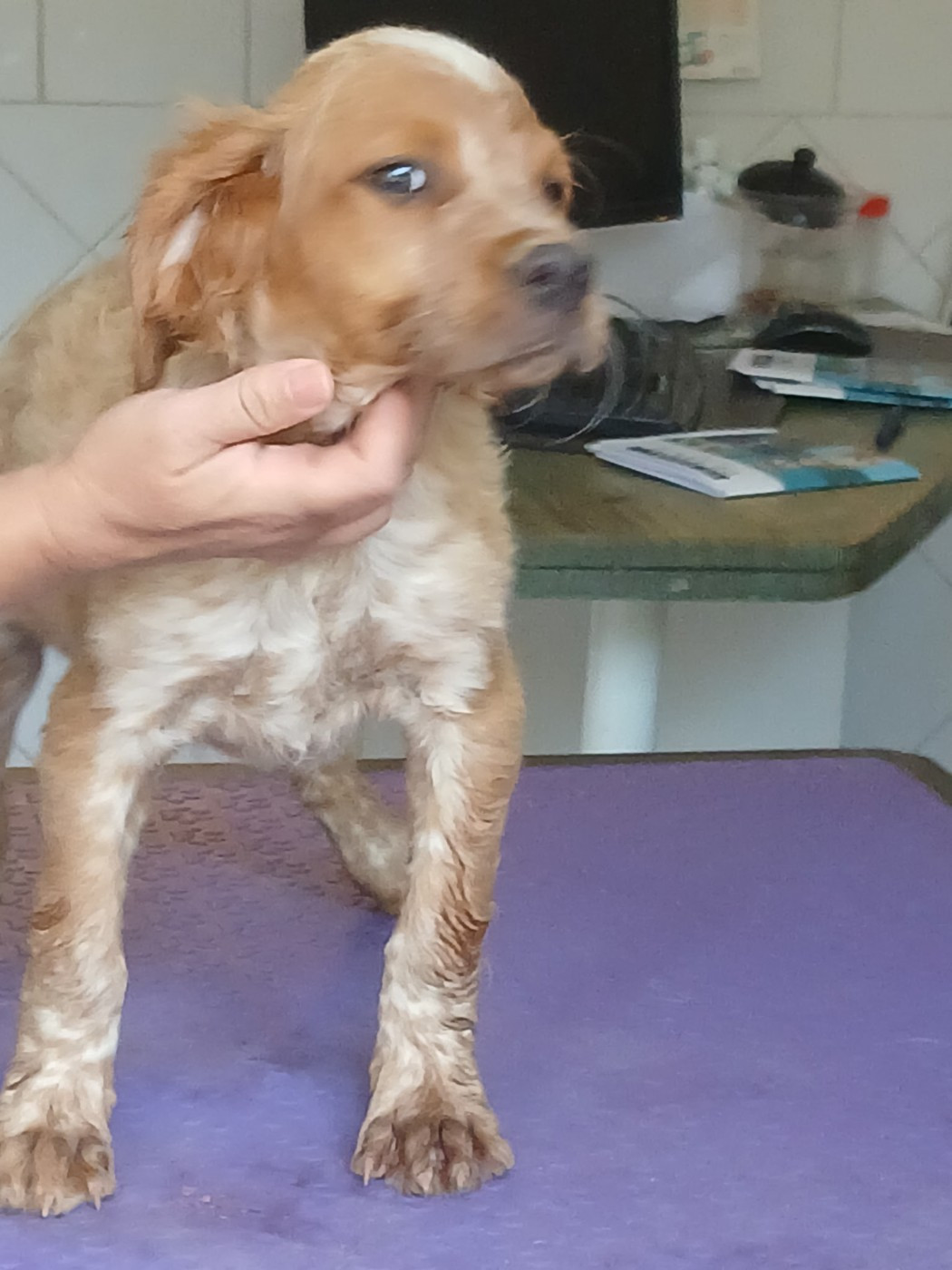 Des Vallees Du Roussillon - Chiots disponibles - Epagneul Breton