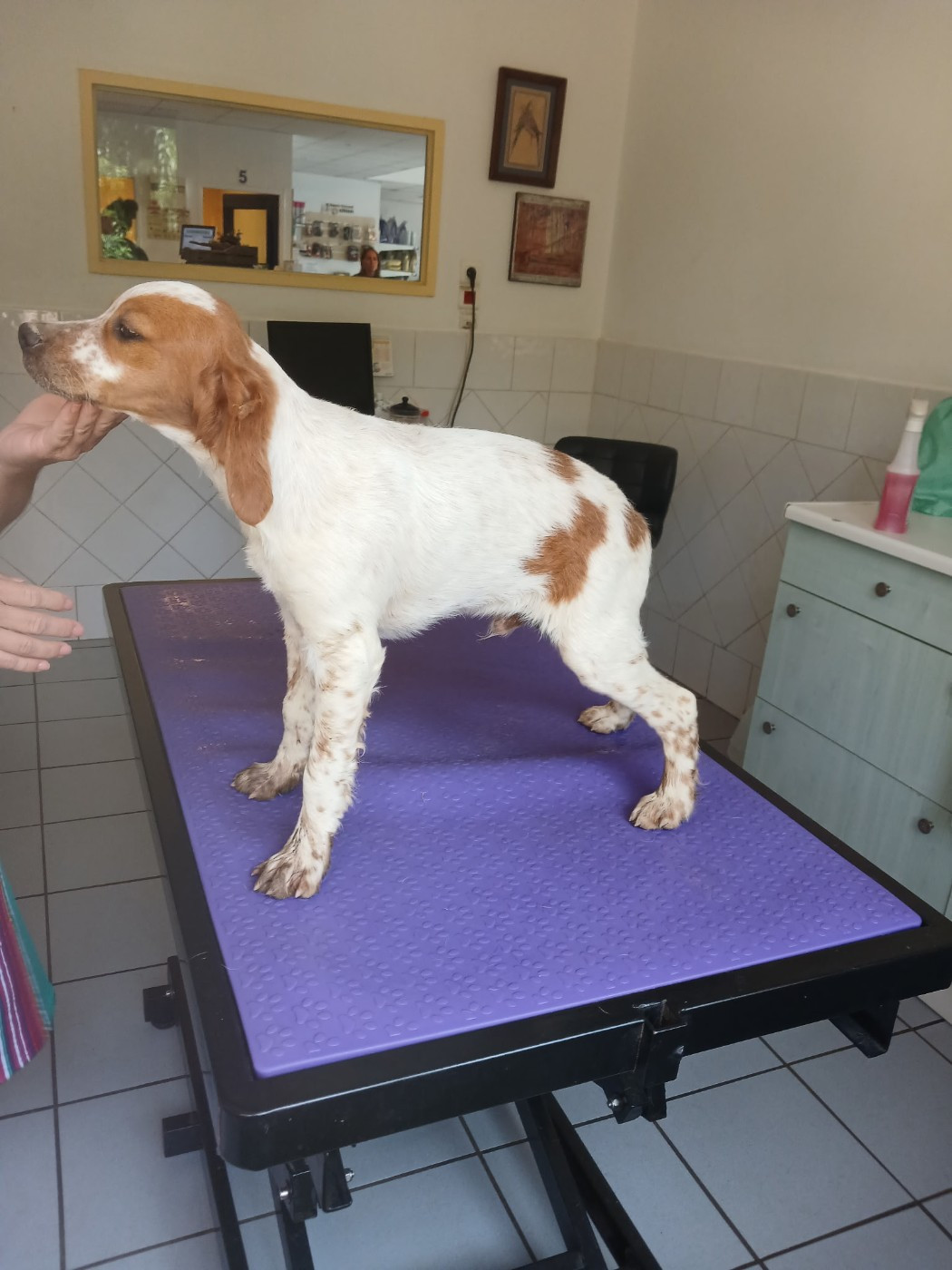 Des Vallees Du Roussillon - Chiots disponibles - Epagneul Breton