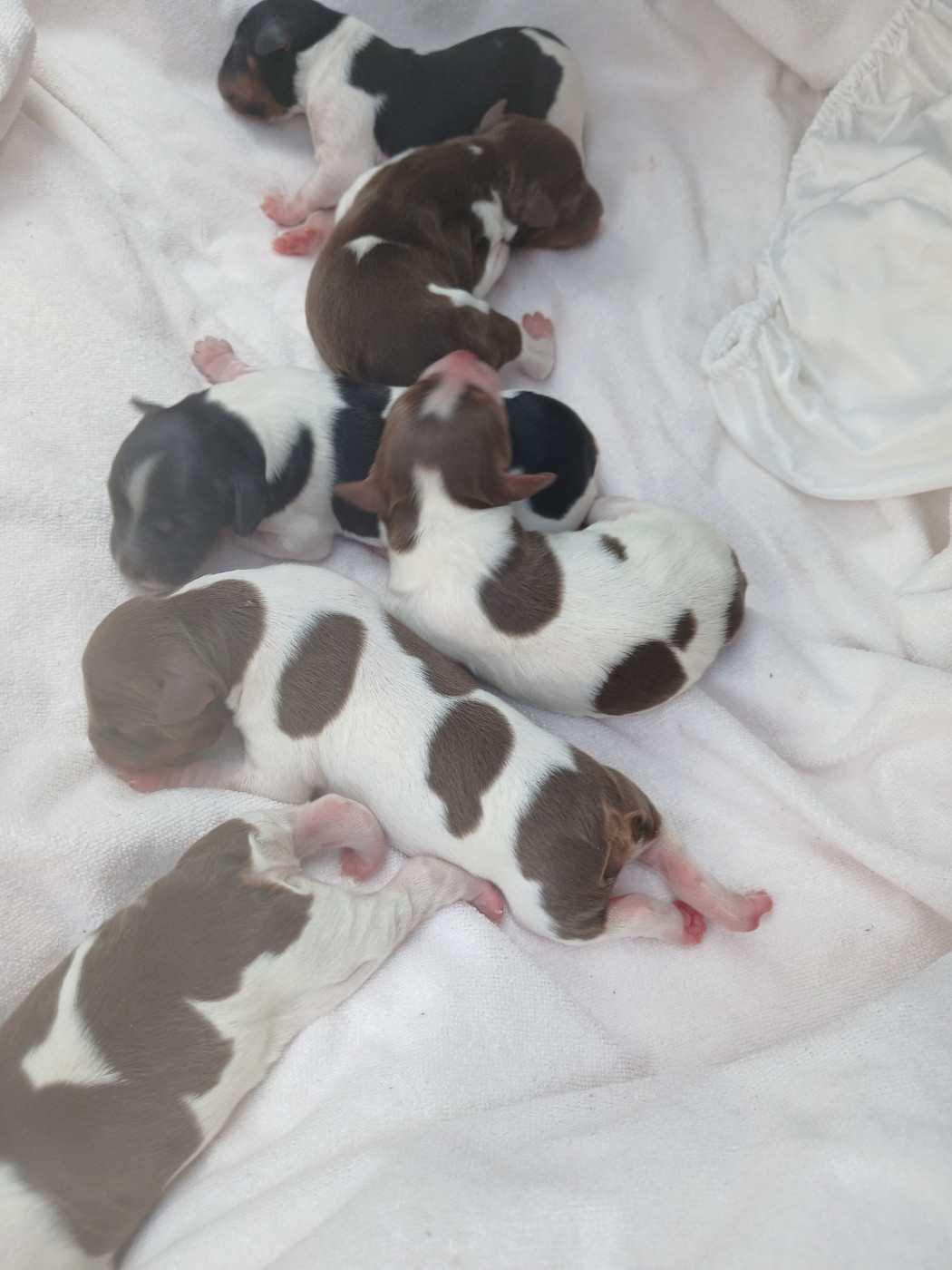 Des Vallees Du Roussillon - Chiots disponibles - Epagneul Breton