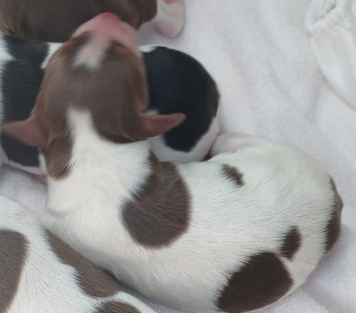 Des Vallees Du Roussillon - Chiots disponibles - Epagneul Breton