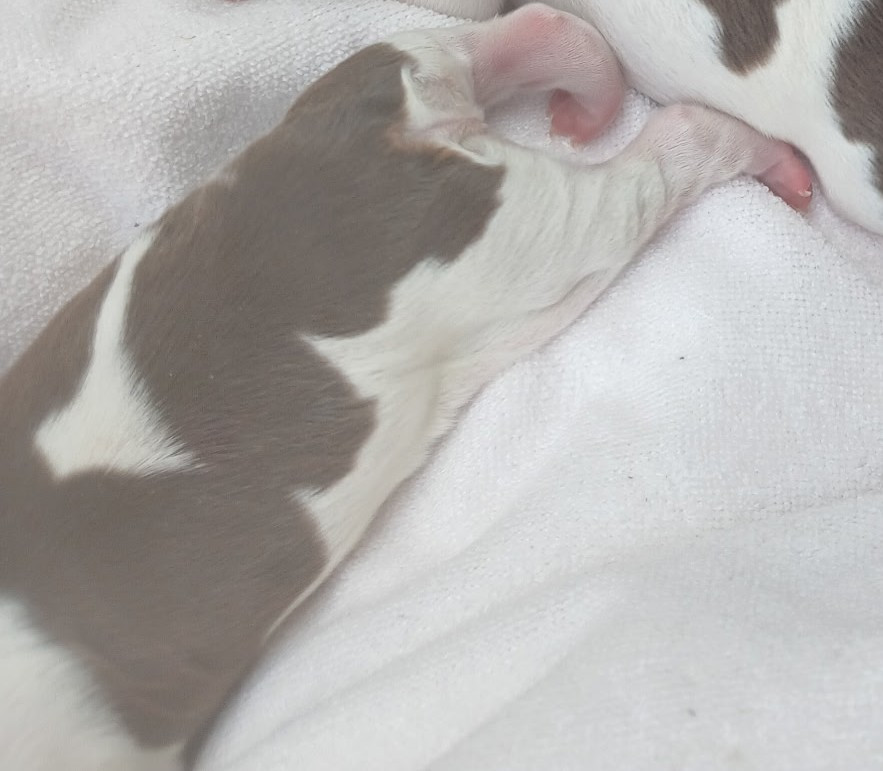 Des Vallees Du Roussillon - Chiots disponibles - Epagneul Breton