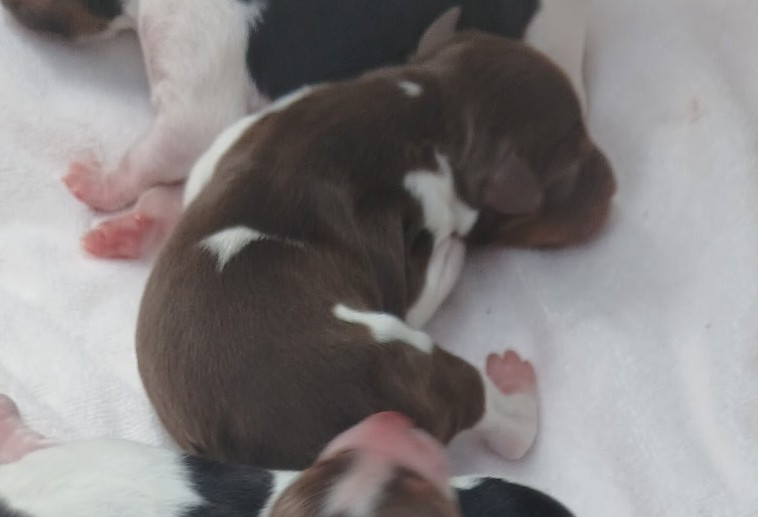 Des Vallees Du Roussillon - Chiots disponibles - Epagneul Breton