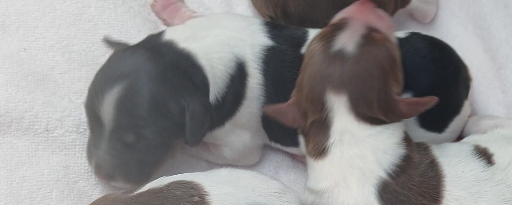 Des Vallees Du Roussillon - Chiots disponibles - Epagneul Breton