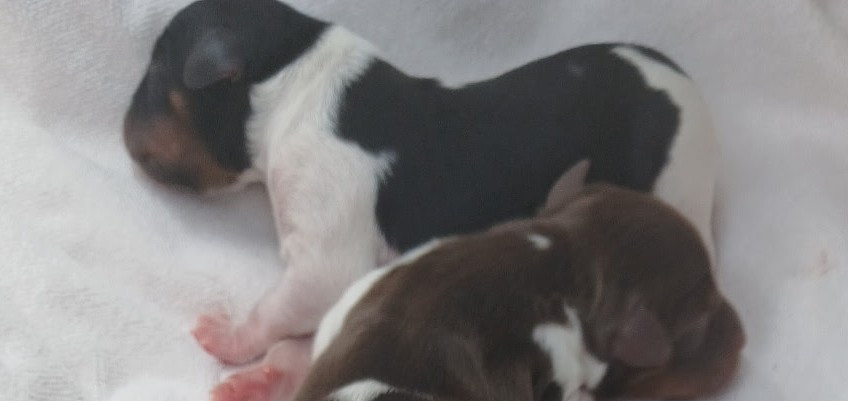 Des Vallees Du Roussillon - Chiots disponibles - Epagneul Breton