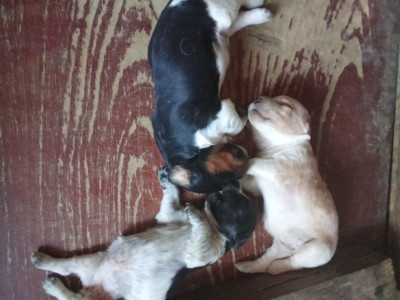 CHIOT 2