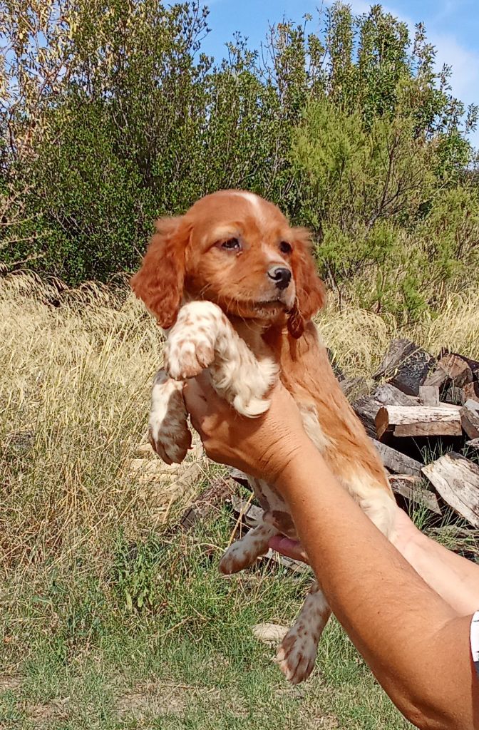 Des Vallees Du Roussillon - Chiots disponibles - Epagneul Breton