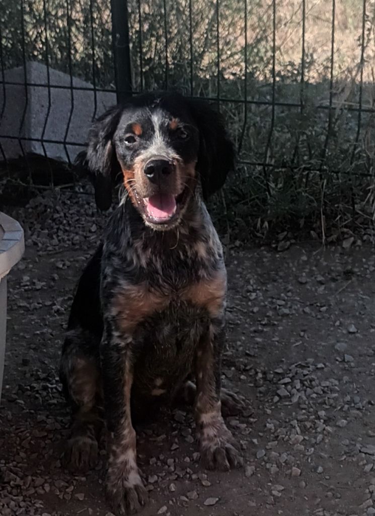 Des Vallees Du Roussillon - Chiots disponibles - Epagneul Breton