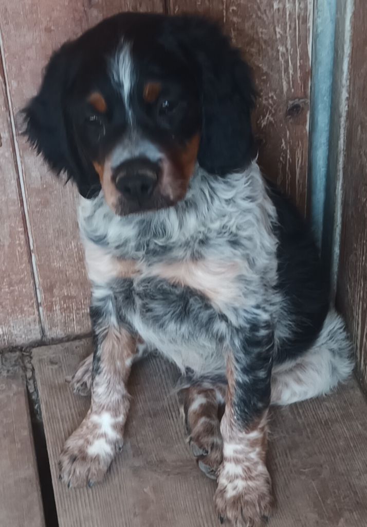 Des Vallees Du Roussillon - Chiots disponibles - Epagneul Breton